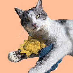 Duo soleil et nuage à la valériane