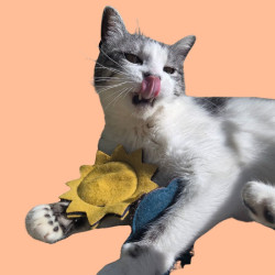 Duo soleil et nuage à la valériane