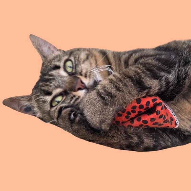 Biscuit porte bonheur à la cataire