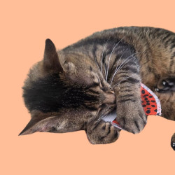 Biscuit porte bonheur à la cataire