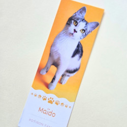 Lot de 6 Marque-pages Potiron Family