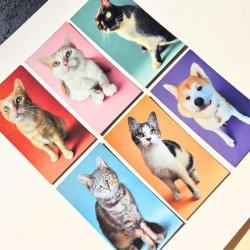 Lot de 6 Magnets Potiron Family