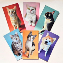 Lot de 6 Magnets Potiron Family