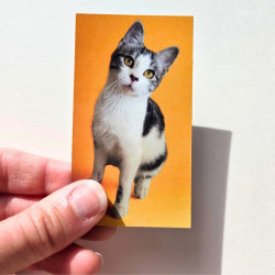 Lot de 6 Magnets Potiron Family