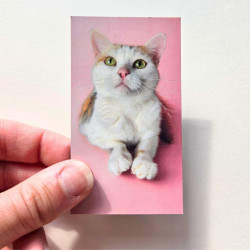 Lot de 6 Magnets Potiron Family