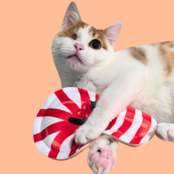 Canne à sucre à la cataire