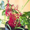Treillis plante chat - Rouge