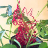 Treillis plante chat - Rouge