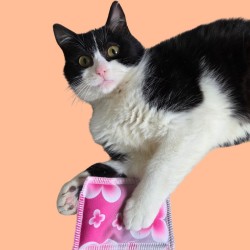 Coussin à la Valériane