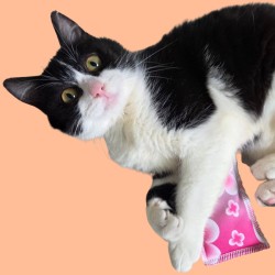 Coussin à la Valériane