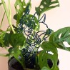 Treillis plante chat - Vert foncé