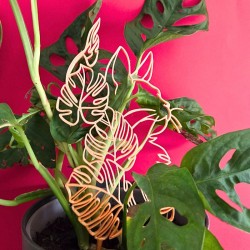 Treillis plante chat - Gold