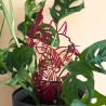 Treillis plante chat - Rouge