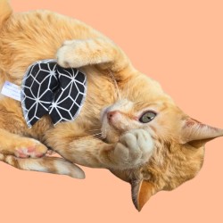 Biscuit porte-bonheur avec message pour chat - Cookie fortune pour chat