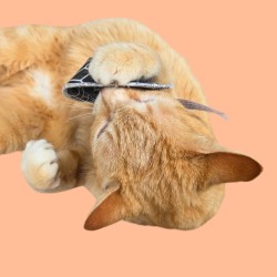 Biscuit porte-bonheur avec message pour chat - Cookie fortune pour chat