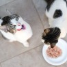 Patée en gelée pour chat - thon et crevette