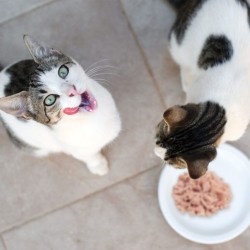 Patée en gelée pour chat - thon et poisson blanc