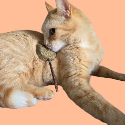 Sucette pour chat