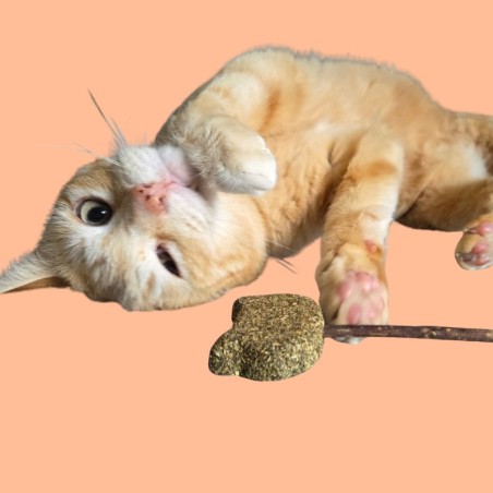 Sucette pour chat