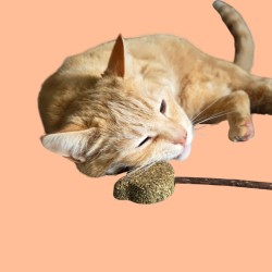 Sucette pour chat