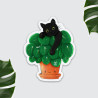 Magnet chat Pilea
