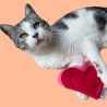 Coeur à la valériane