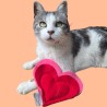 Coeur à la valériane