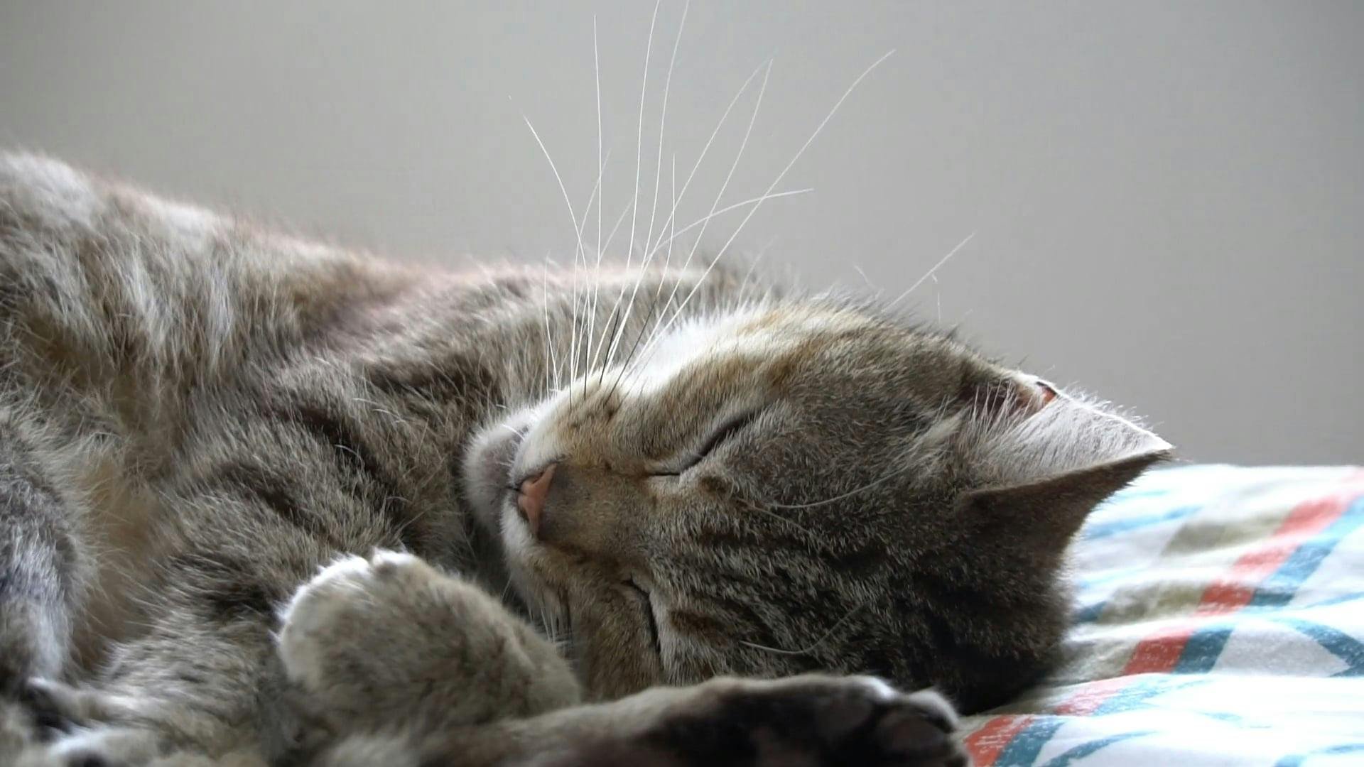 Chaton gris duveté, yeux fermés, dormant paisiblement sur un drap à motifs colorés; focus sur ses moustaches.