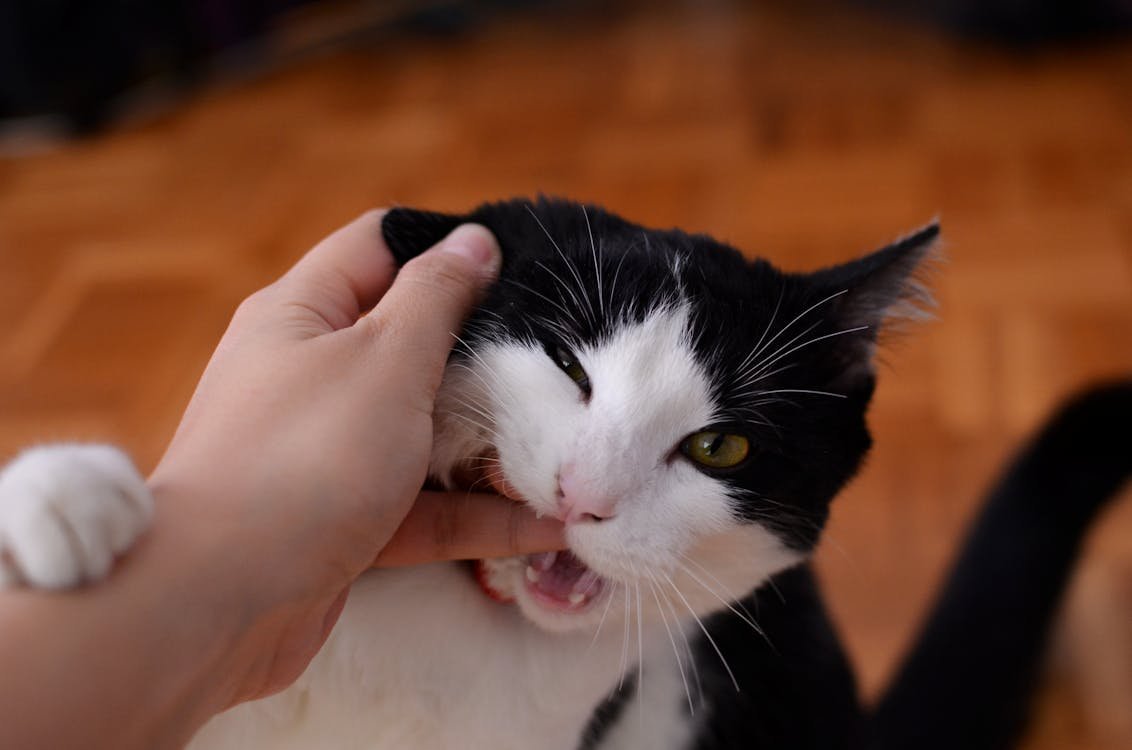 Chat noir et blanc mordillant la main