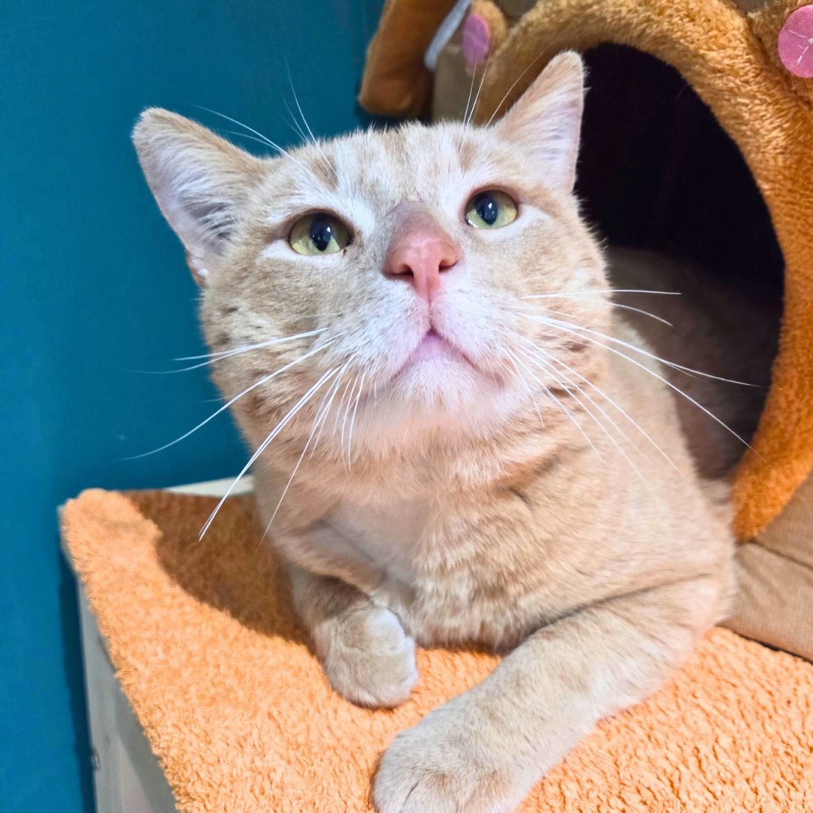 Pâtisson de l'association Potiron Family est de nature stressée mais progresse de plus en plus