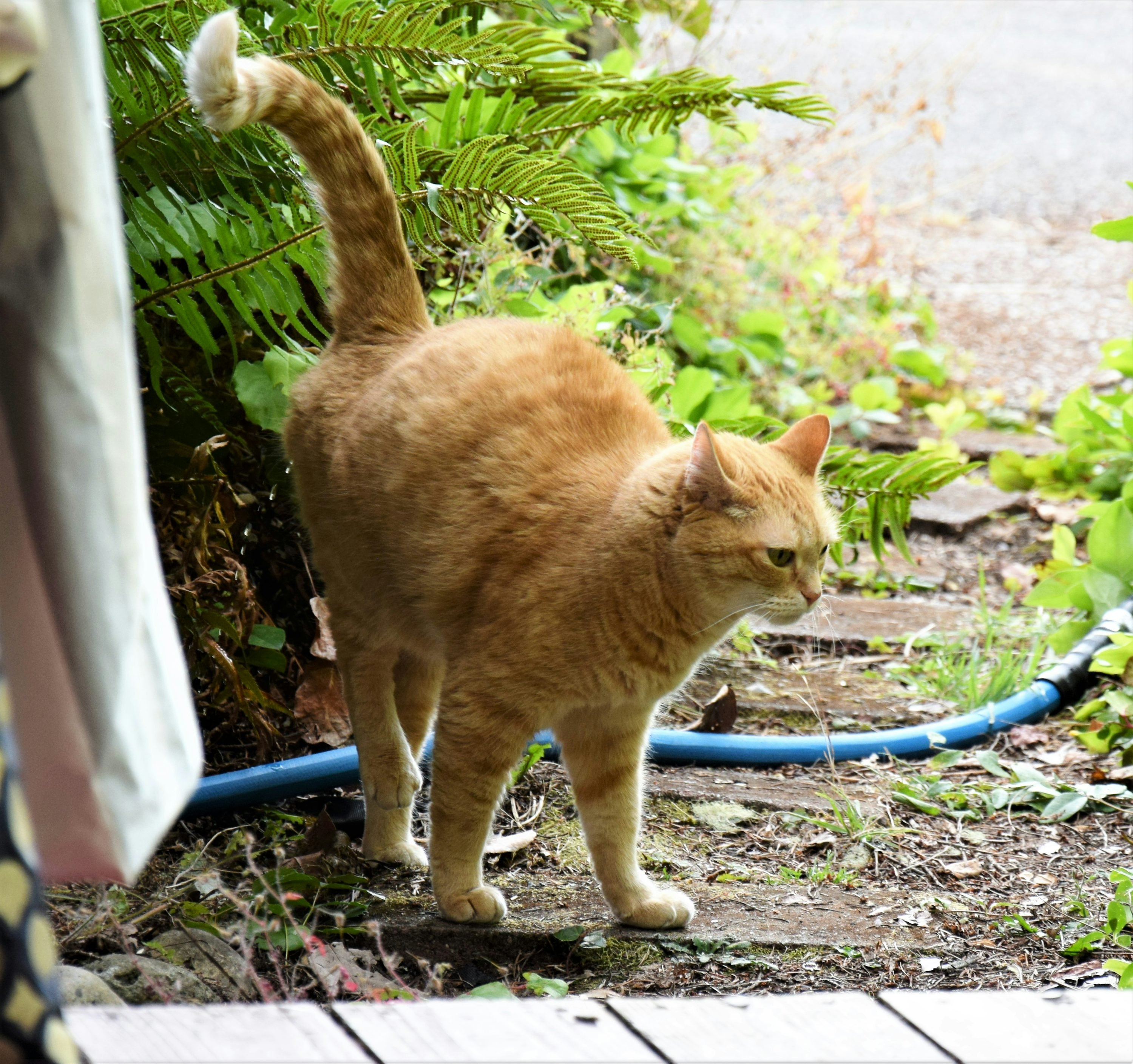 Chat domestique marquant son territoire sur une plante dehors