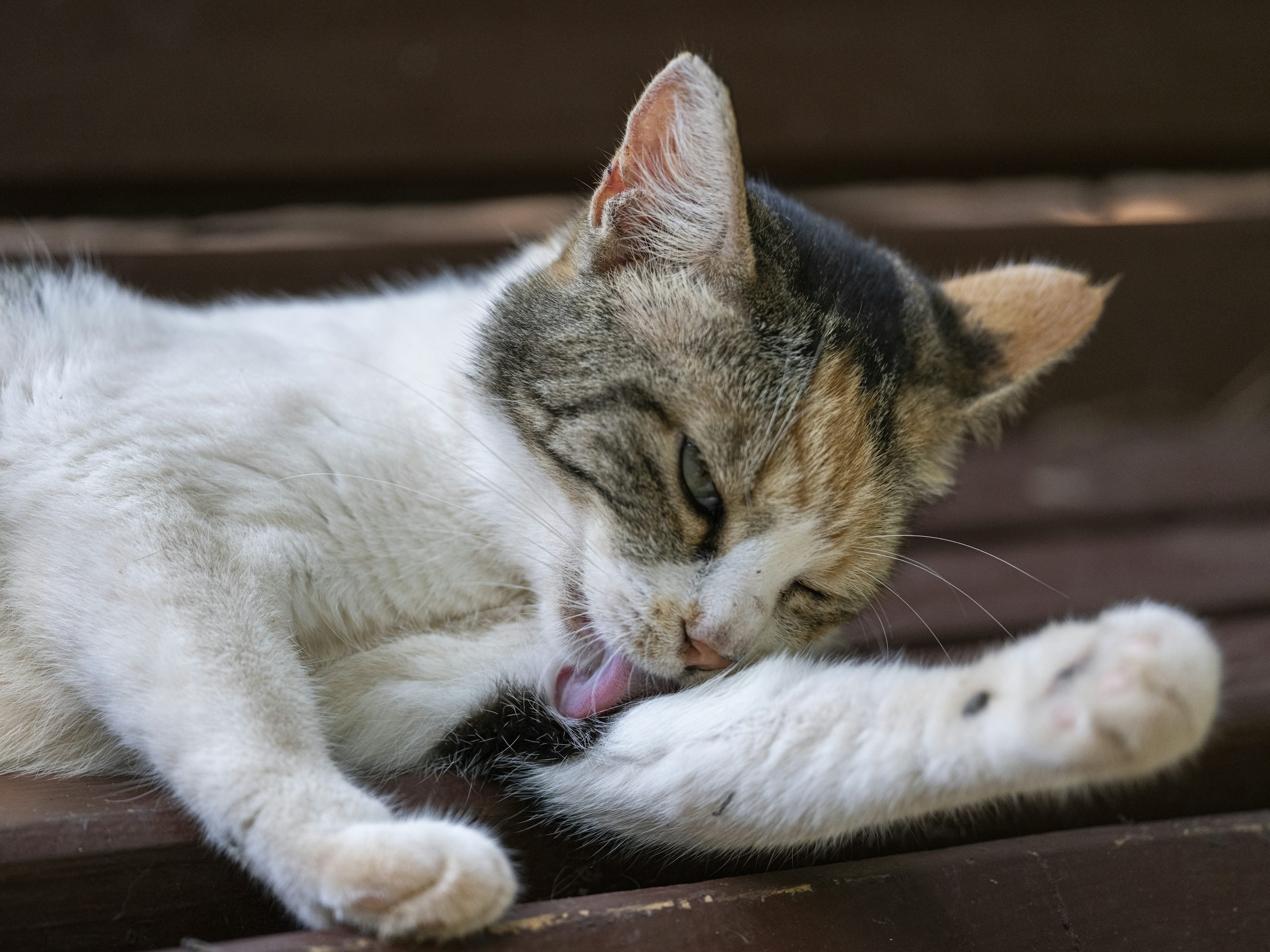Chaton tricolore en train de se lécher une patte