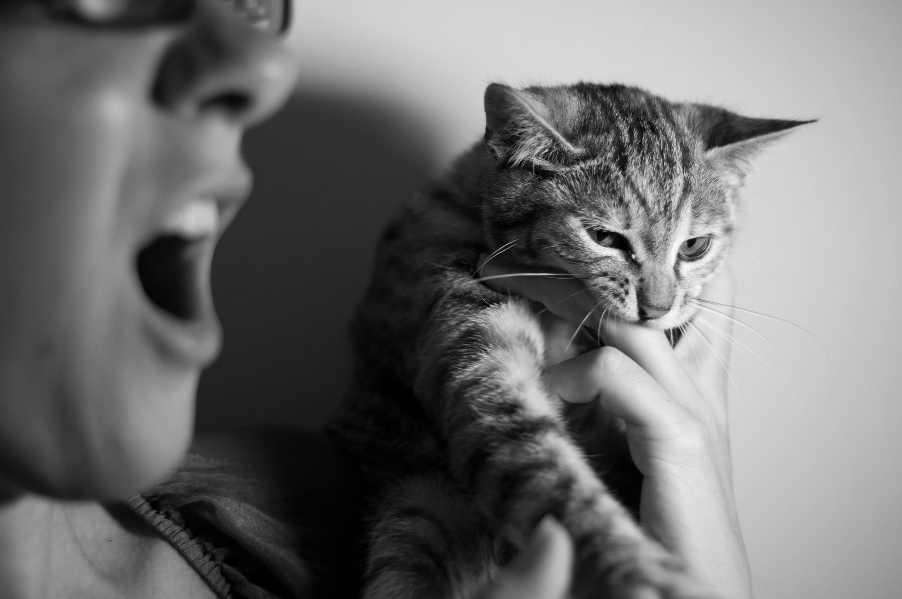 Personne tenant un petit chat près de son visage qui lui mord un doigt.