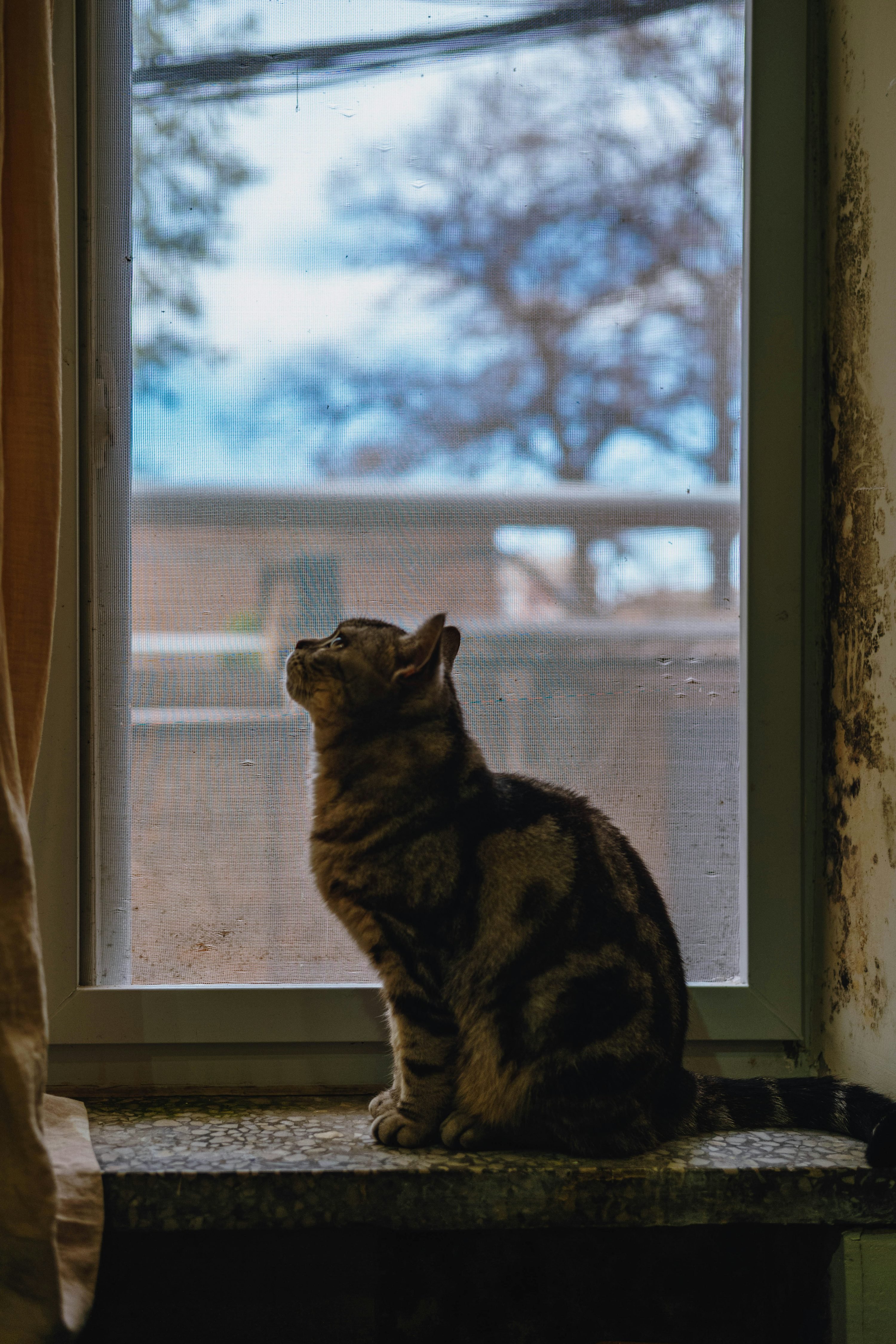 Chat assis sur le rebord d’une fenêtre, regardant dehors, avec un pelage tacheté et une posture calme. Adapté au contexte de calmer son chat hyperactif.