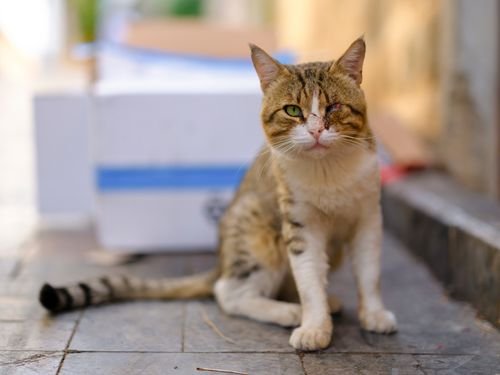 Chat assis sur le sol, regard calme; queue légèrement pendante, contexte extérieur. Maladie queue du chat, queue cassée et soins évoqués.