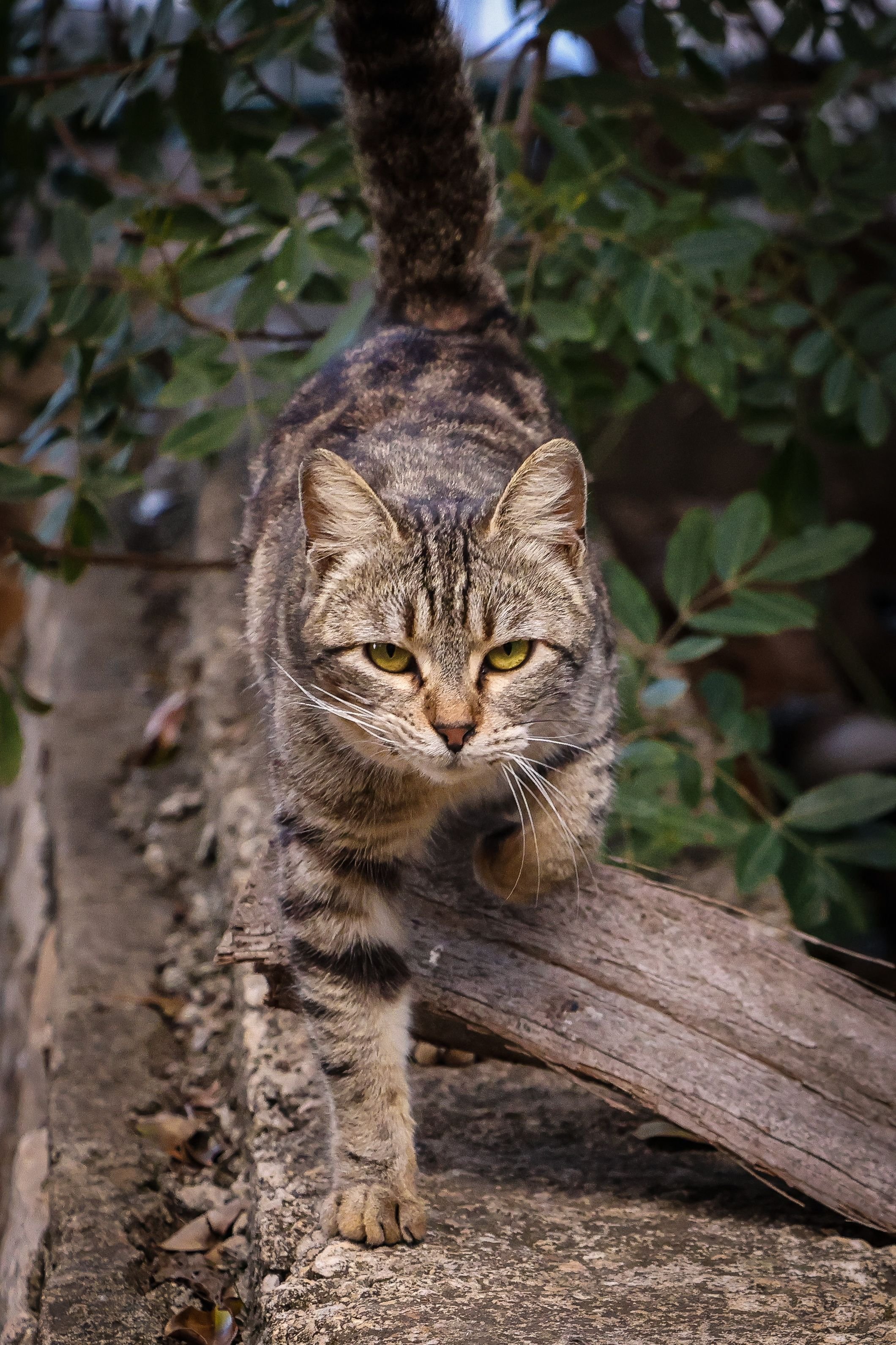 Chat domestique marchant sur un morceau de bois, regard perçant et pelage tigré, dans un jardin avec feuilles vertes.