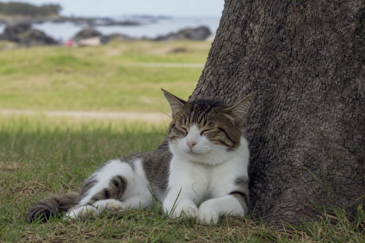 Chat domestique se reposant joyeusement à l’ombre d’un arbre, dans un cadre extérieur verdoyant. Aménagement chat appartement idéal pour créer des espaces détente et jeux.