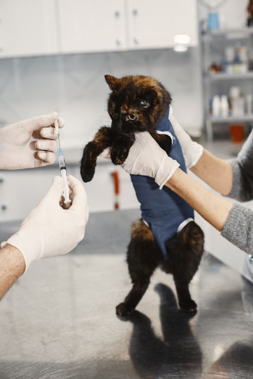 Mon chat fait pipi devant moi lors d’une consultation vétérinaire pour marquage ou problème de santé potentiel
