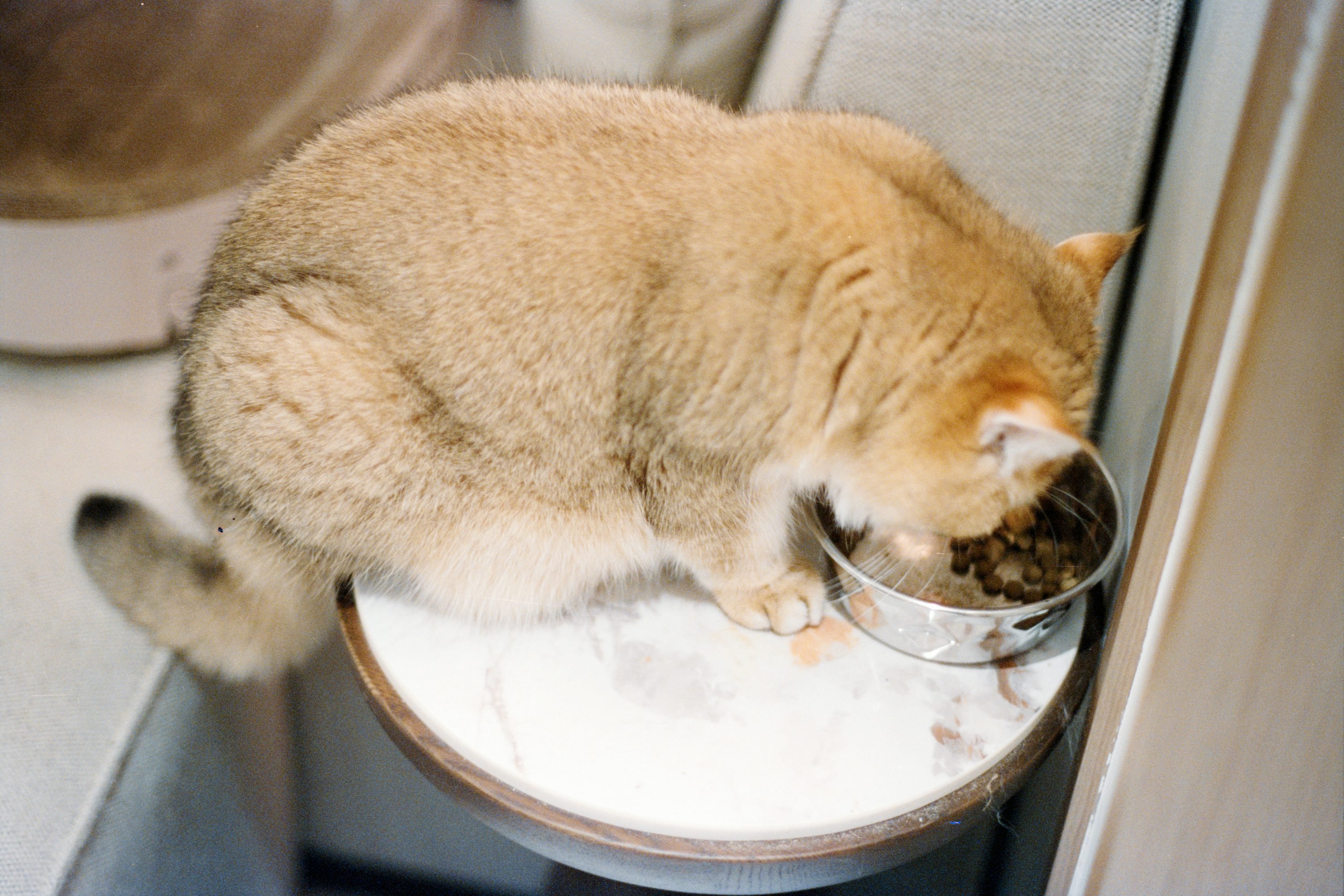 Mon chat grossit sans raison en train de manger dans une gamelle surélevée, image d’un chat domestique châtain.