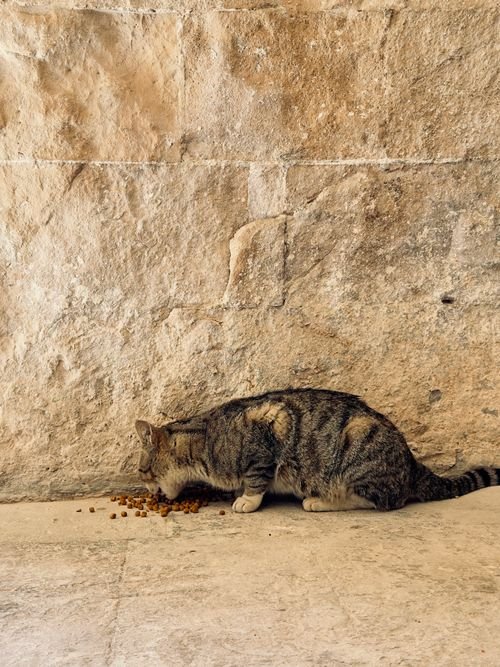 Chat mange des croquettes sur le trottoir, près d’un mur en pierre. alt: Friandise chat age: chat domestique en queue de repas.