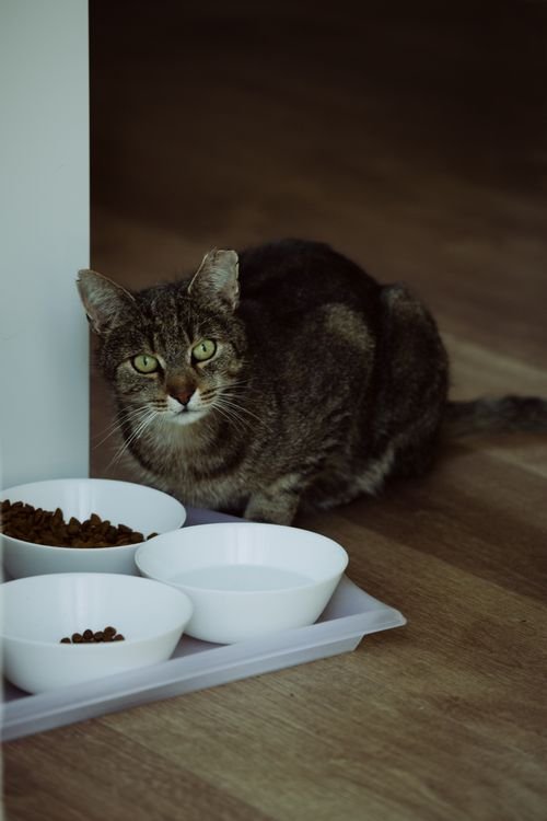Chat obèse espérance de vie: chat domestique près de ses gamelles, regardant l’objectif sur un sol en bois.