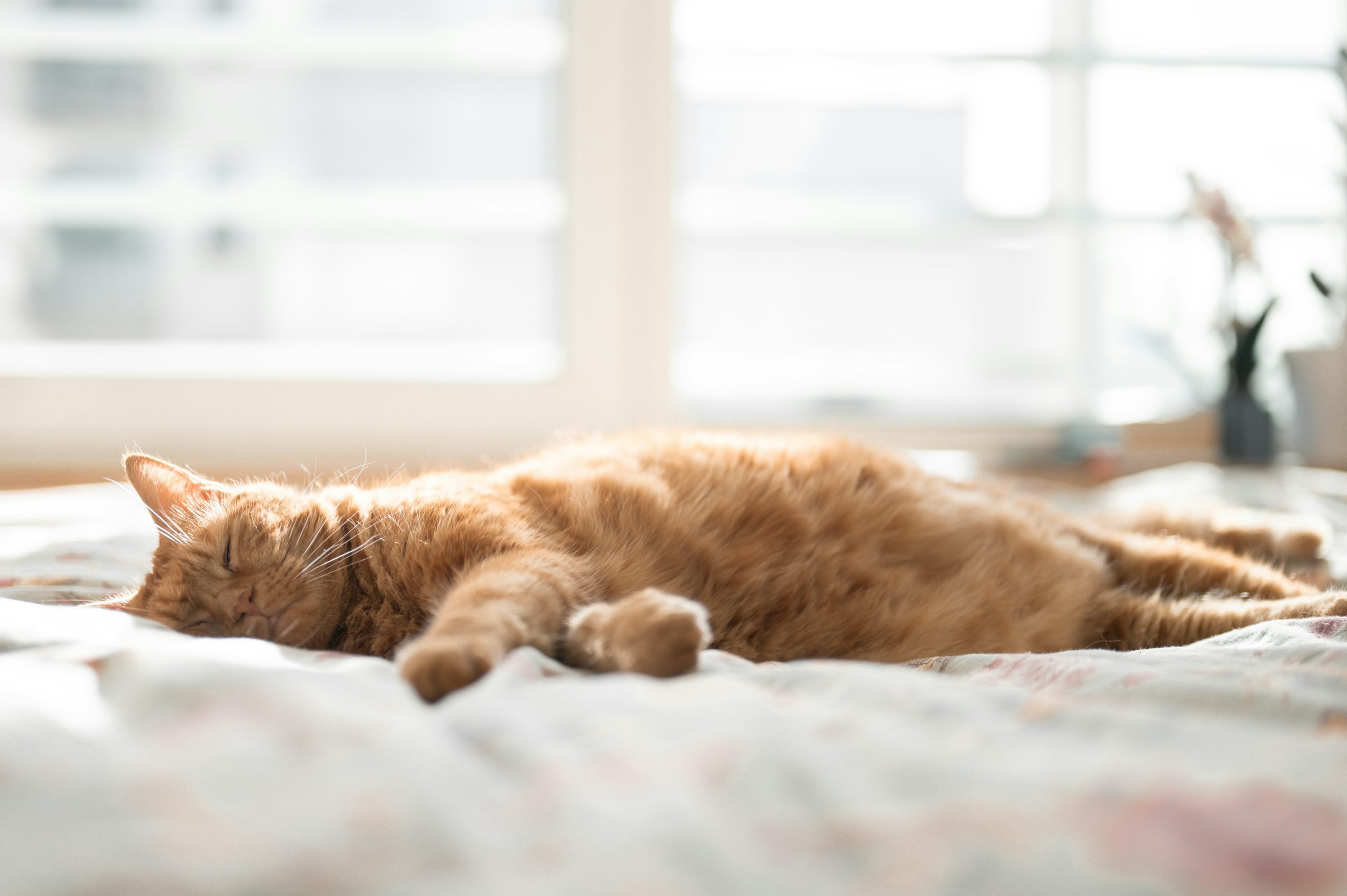 Chat orange allongé et détendu sur un lit, près d’une fenêtre lumineuse.