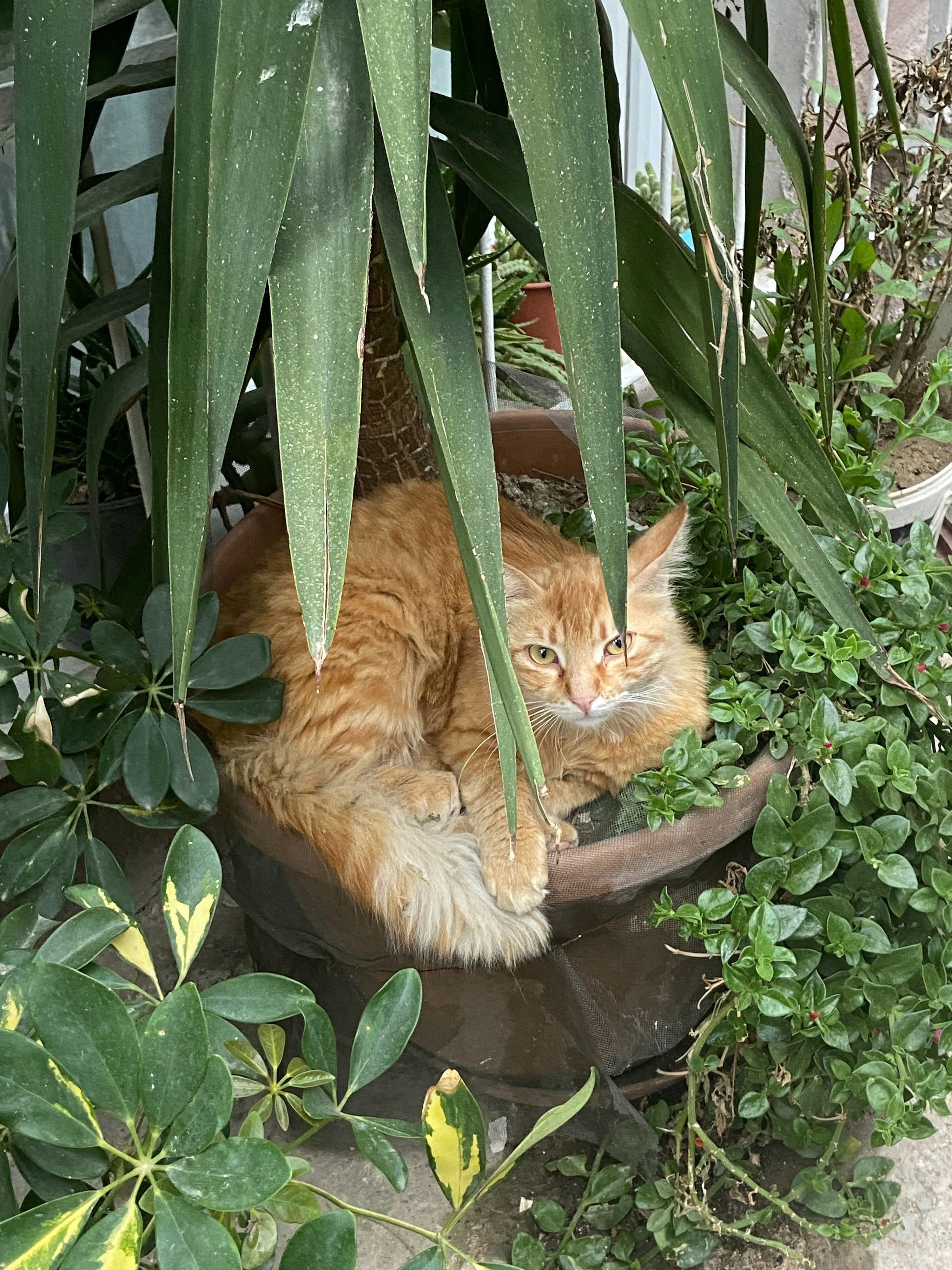 Chat orange lové dans un pot de plante touffue, entouré de feuilles vertes et d’autres plantes décoratives. Plante que les chats aiment et que l’animal semble apprécier.
