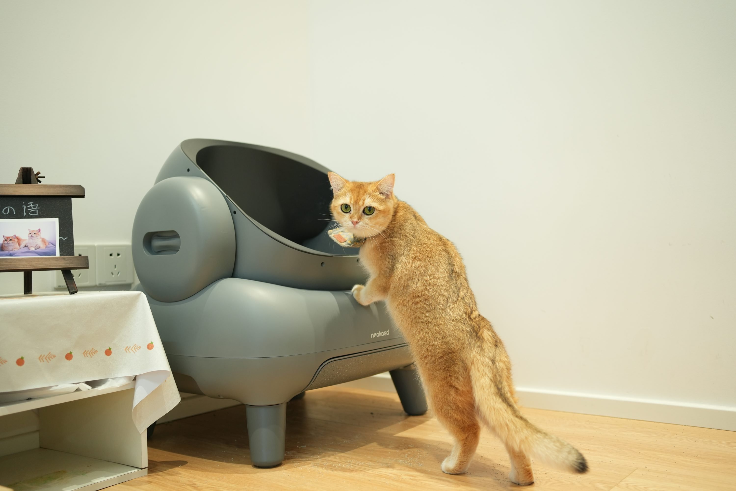 chat orange près d’une litière automatique Description: Chat orange debout sur ses pattes arrière près d'une litière pour animaux moderne dans une pièce lumineuse.