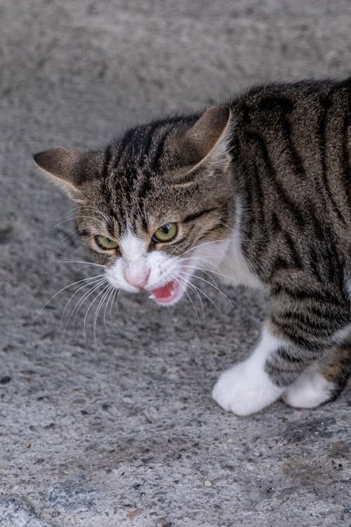 Chat tigré en marche sur le sol granuleux, bouche entrouverte et regard vif.