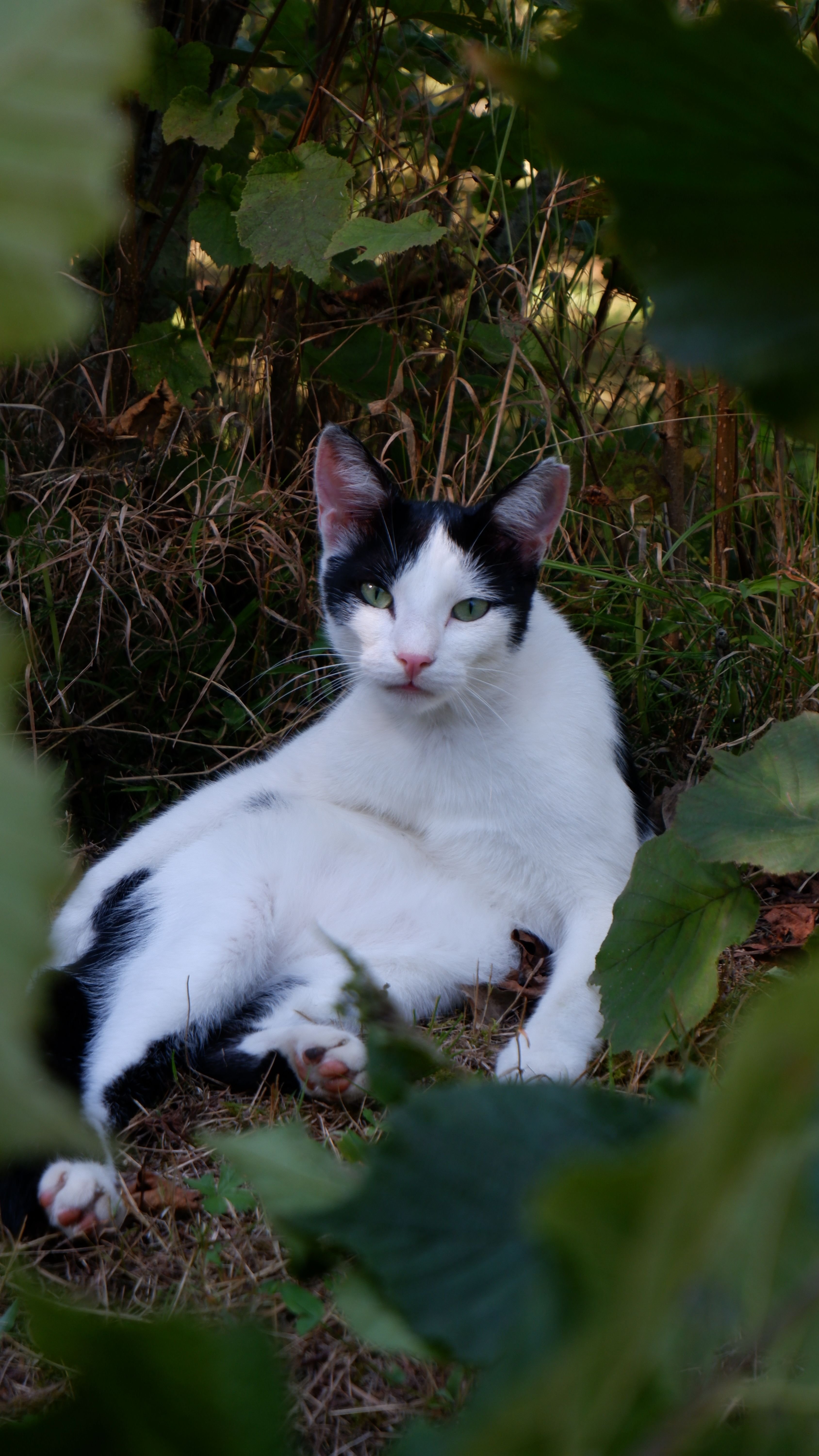 Chat traumatisé symptômes: chat noir et blanc assis dans l’herbe, regard apaisé, entouré de feuillages, posture calme dans un jardin.