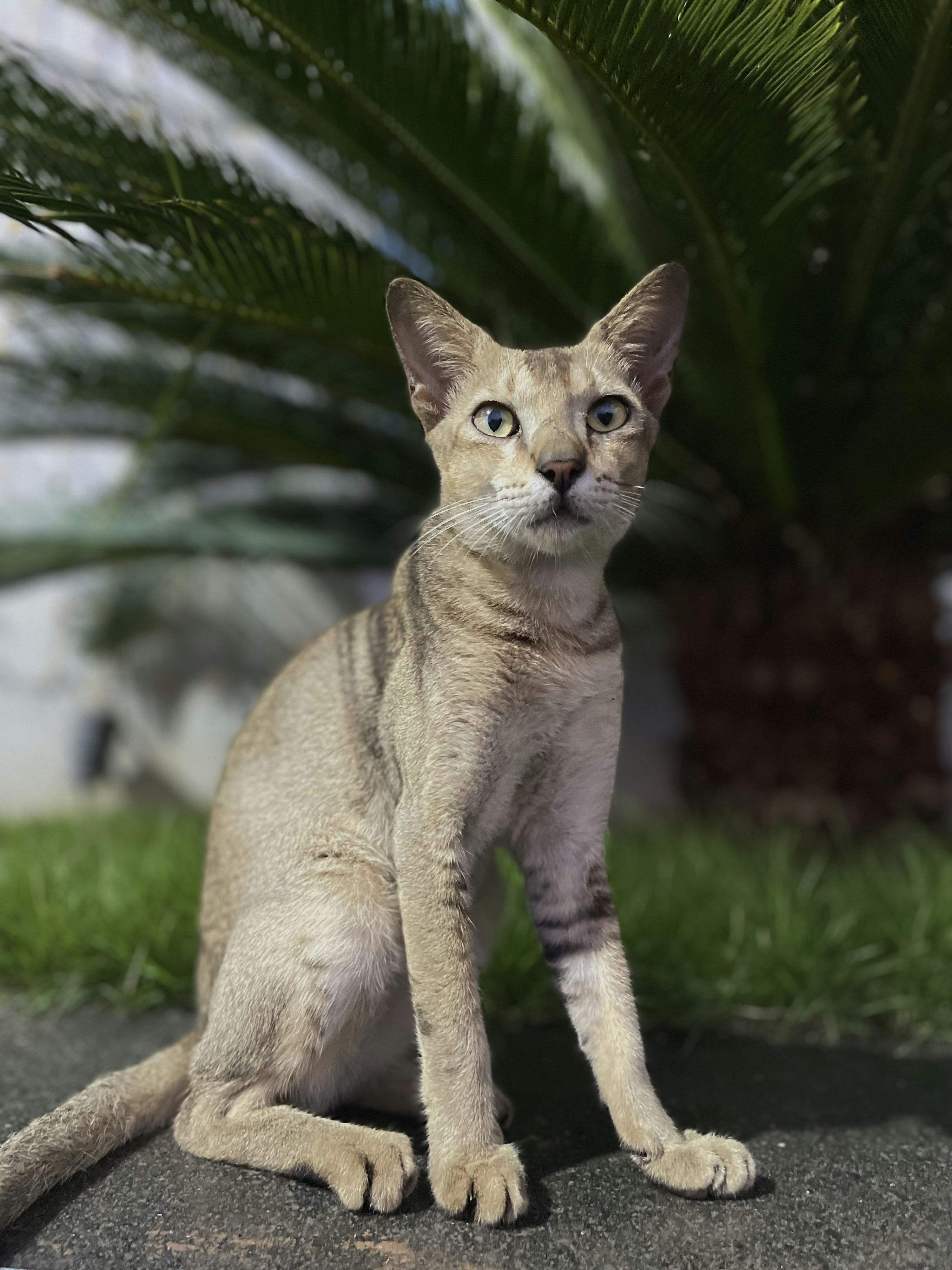 Chaton assis sur le sol en extérieur, regardant droit devant avec de grands yeux.
