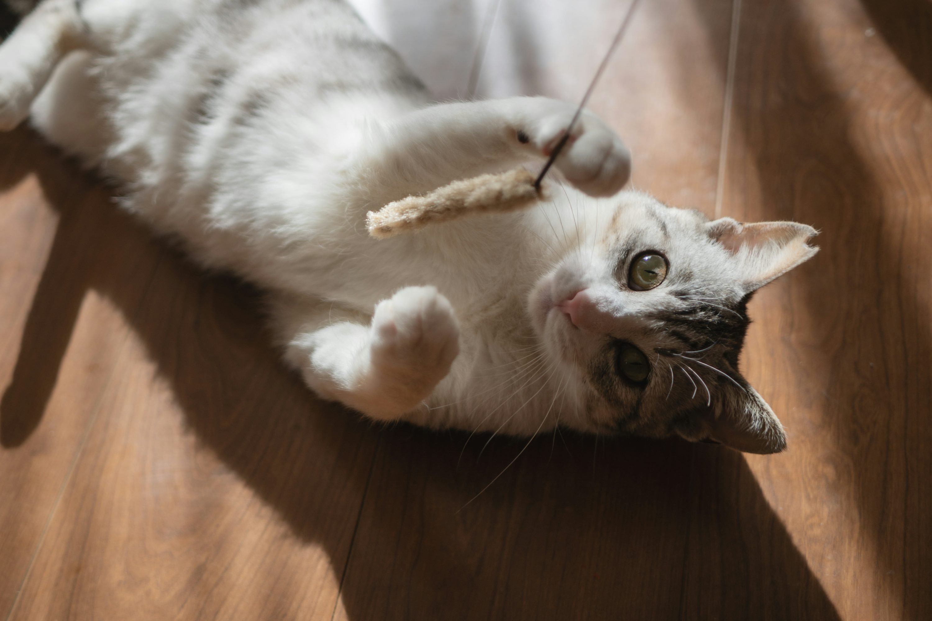 Chaton blanc et gris sur le dos, joueur, jouant avec une corde/grattoir sur un parquet en bois.