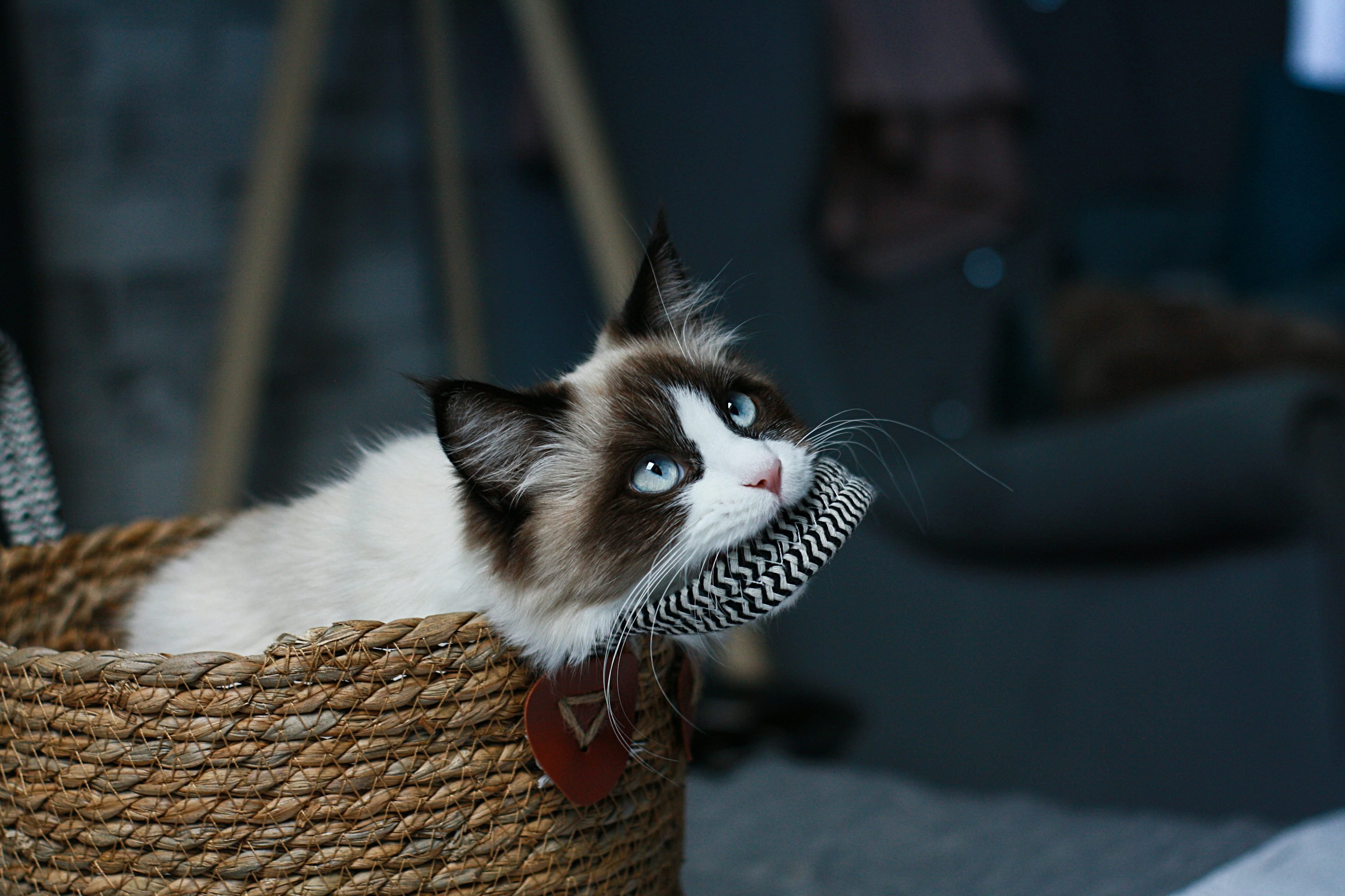Chaton blanc et noir aux yeux bleus, blotti dans un panier en osier avec un collier en forme de cœur.