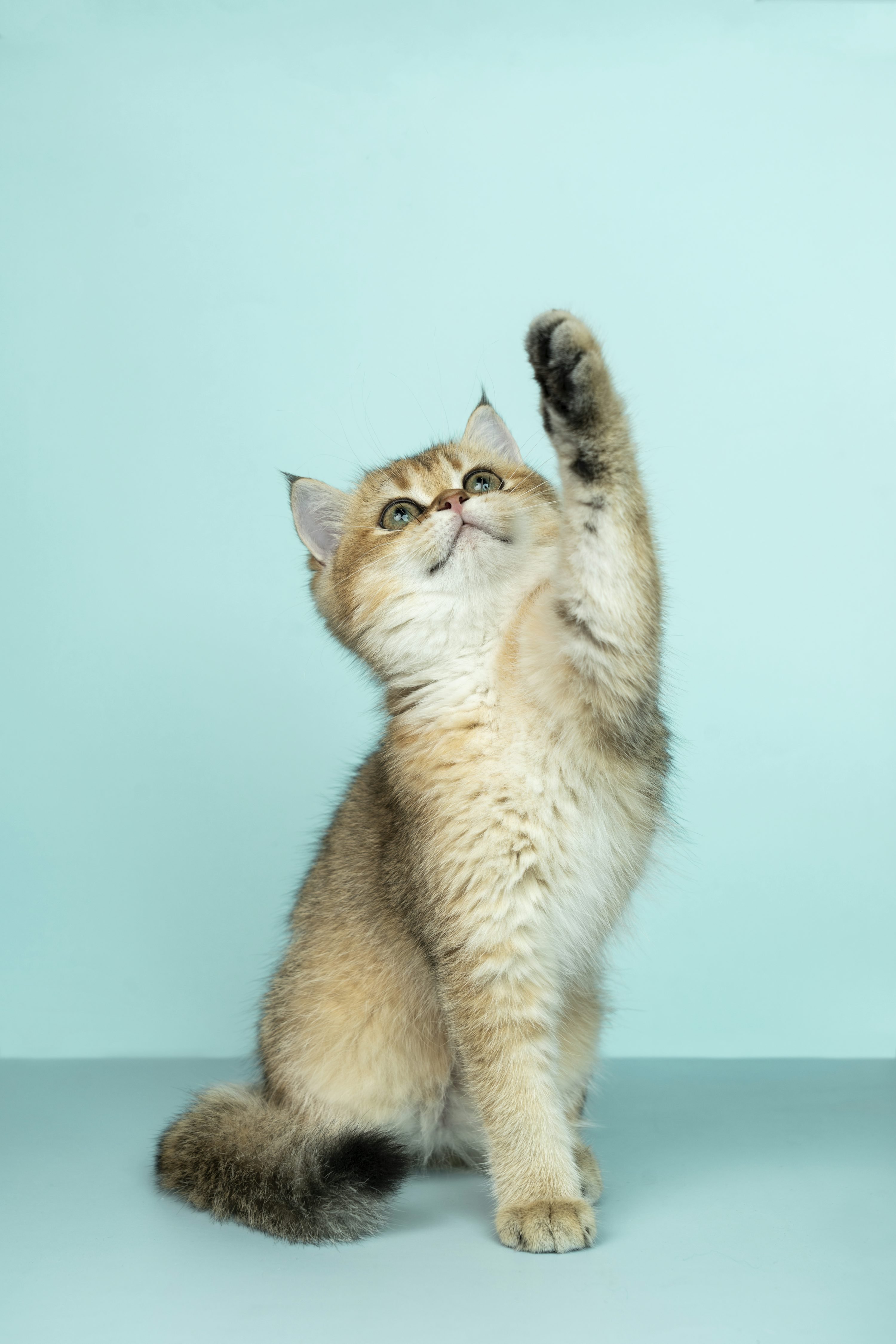 Chaton fluffy debout sur fond bleu, patte levée vers le ciel, regardant vers le haut.